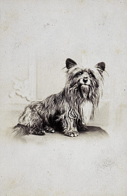 Greyfriars Bobby